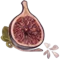 Figs & Omens